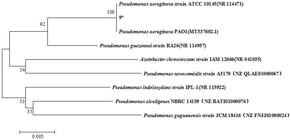 Pseudomonas aeruginosa 9 # and application thereof