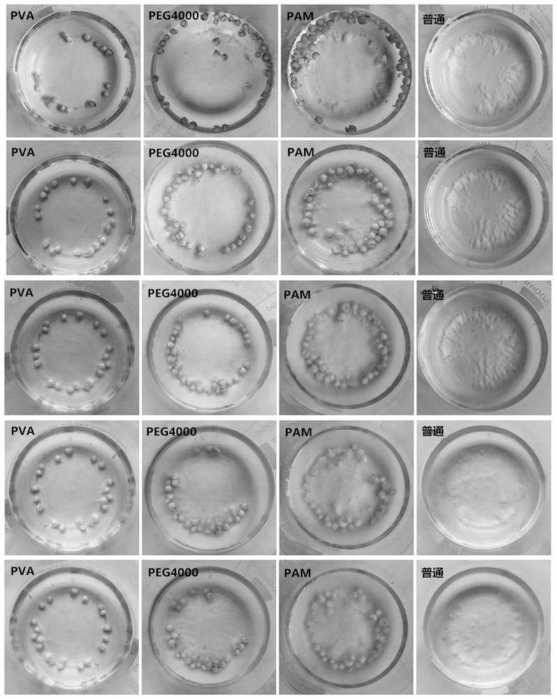 Slow-release fertilizer wrapped in microalgae or algae residue and preparation method thereof