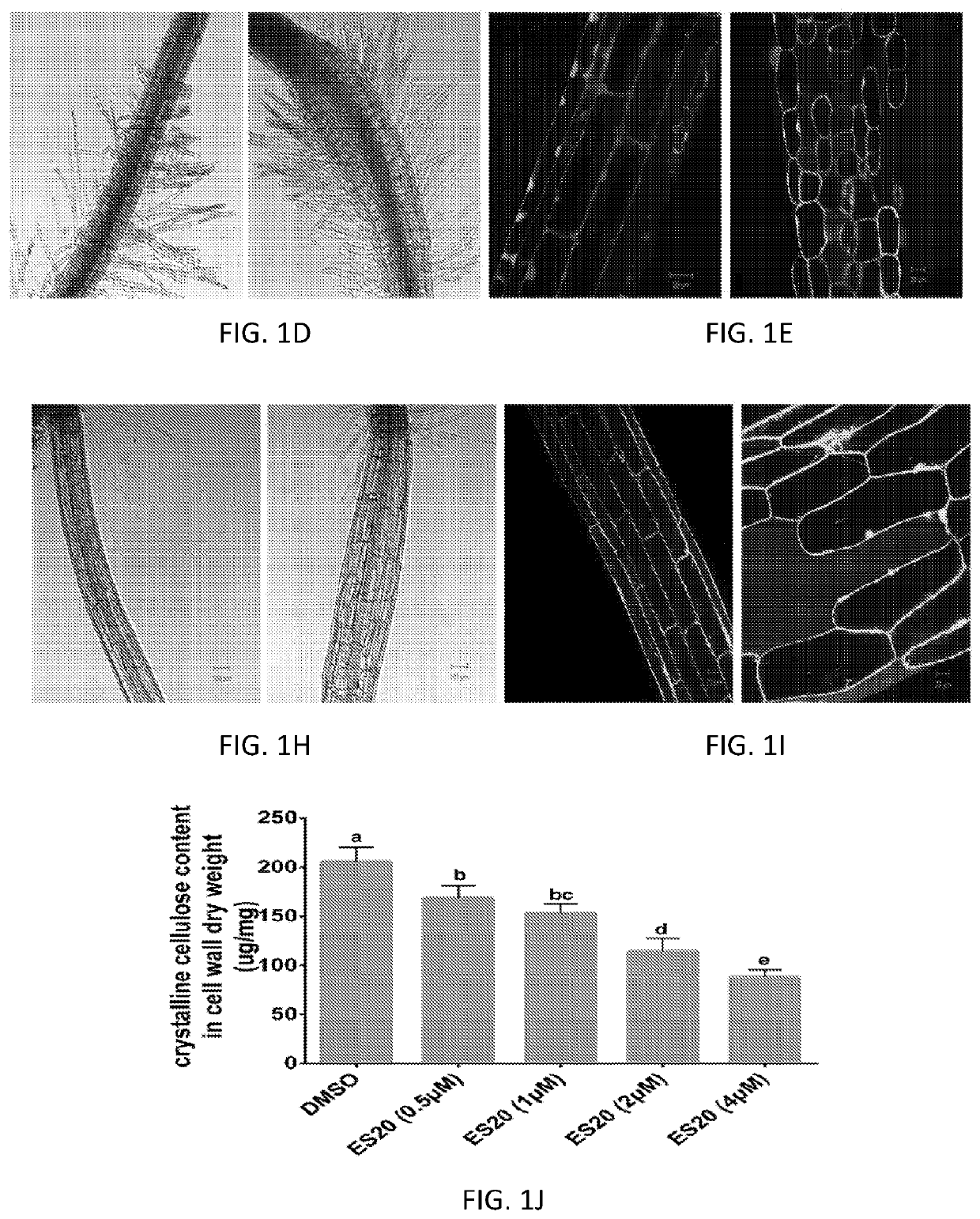 Cellulose synthase inhibitors as a new class of herbicide and non-gmo crops that are resistant to the herbicide