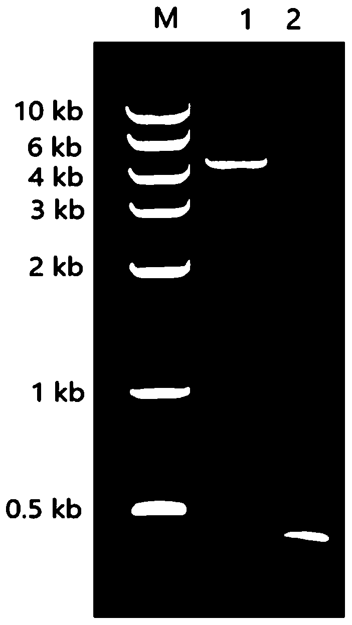 Recombinant G-17 protein, gene for encoding recombinant protein and application of gene for encoding recombinant protein