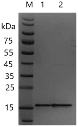 Recombinant G-17 protein, gene for encoding recombinant protein and application of gene for encoding recombinant protein