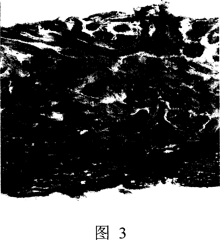 Method for preparing agent of adding grease for graft copolymerization of colza oil