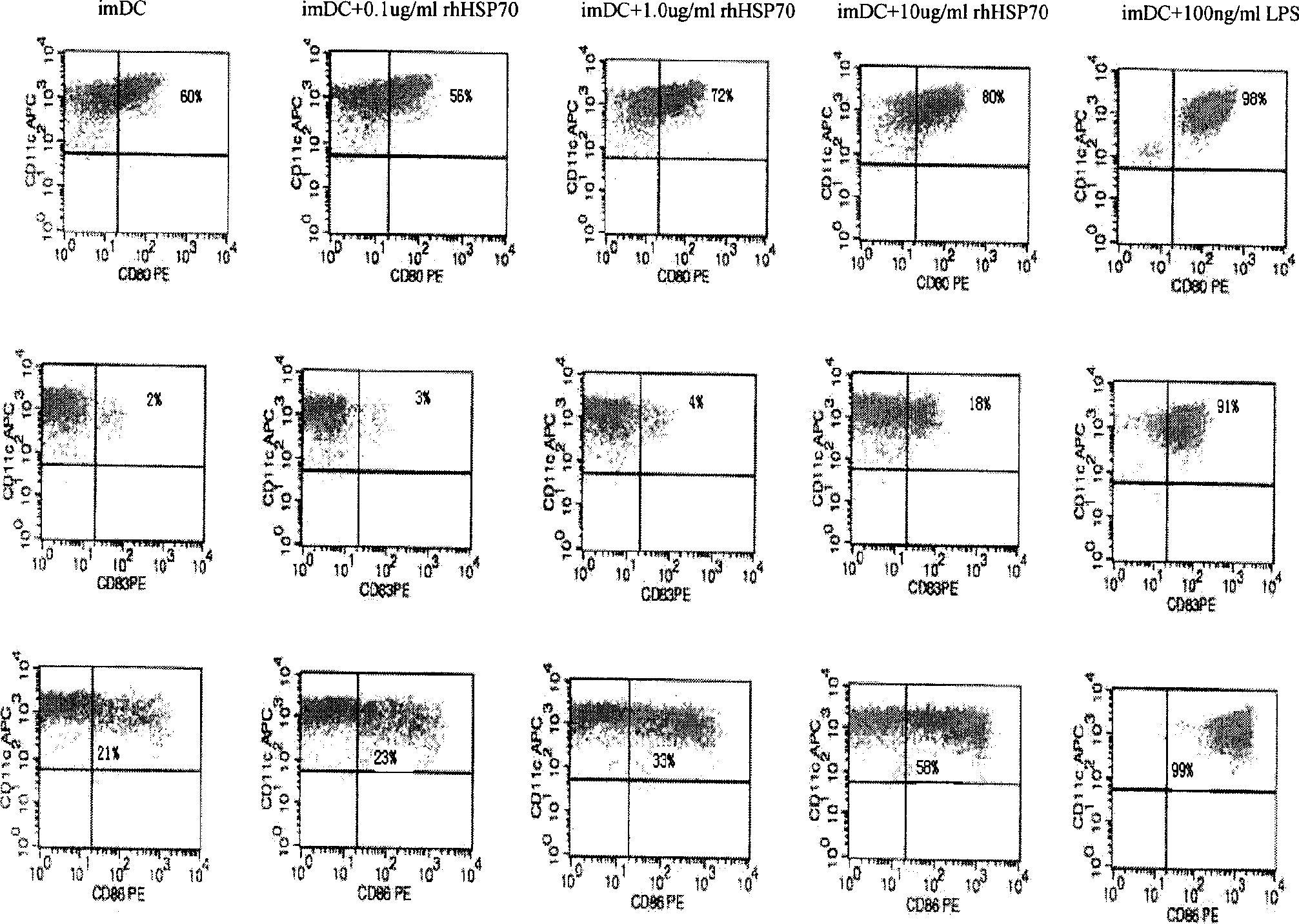 Dendritic cell vaccine carrying recombinant human HSP70 polypeptide complexes, preparation method and application