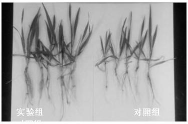 Rapid returning method for production of bacterial manure from straws