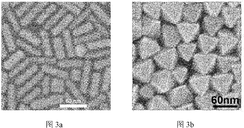 Method for preparing scanning electron microscope samples from biological samples