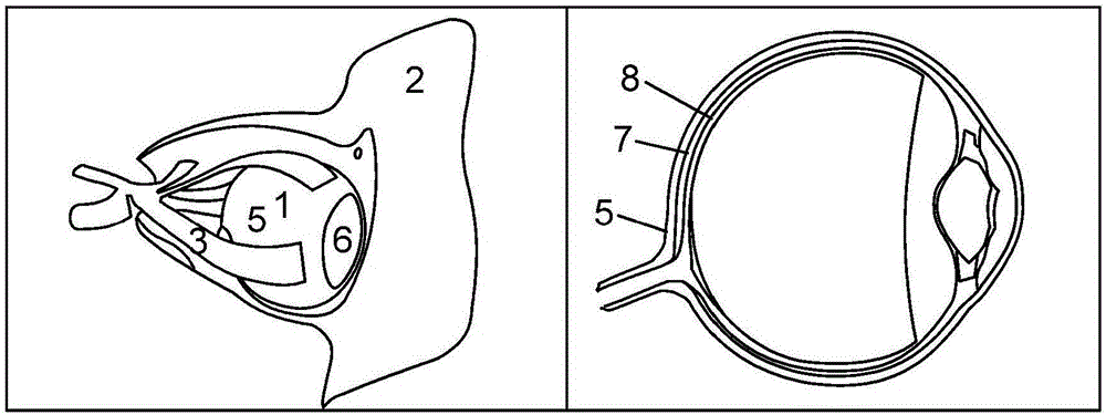 A device for a medical treatment of a sclera