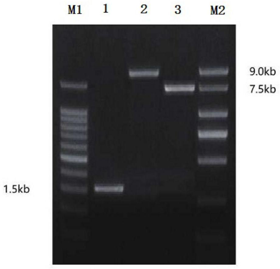 Method for producing nicotinamide ribose phosphate transferase by fermentation