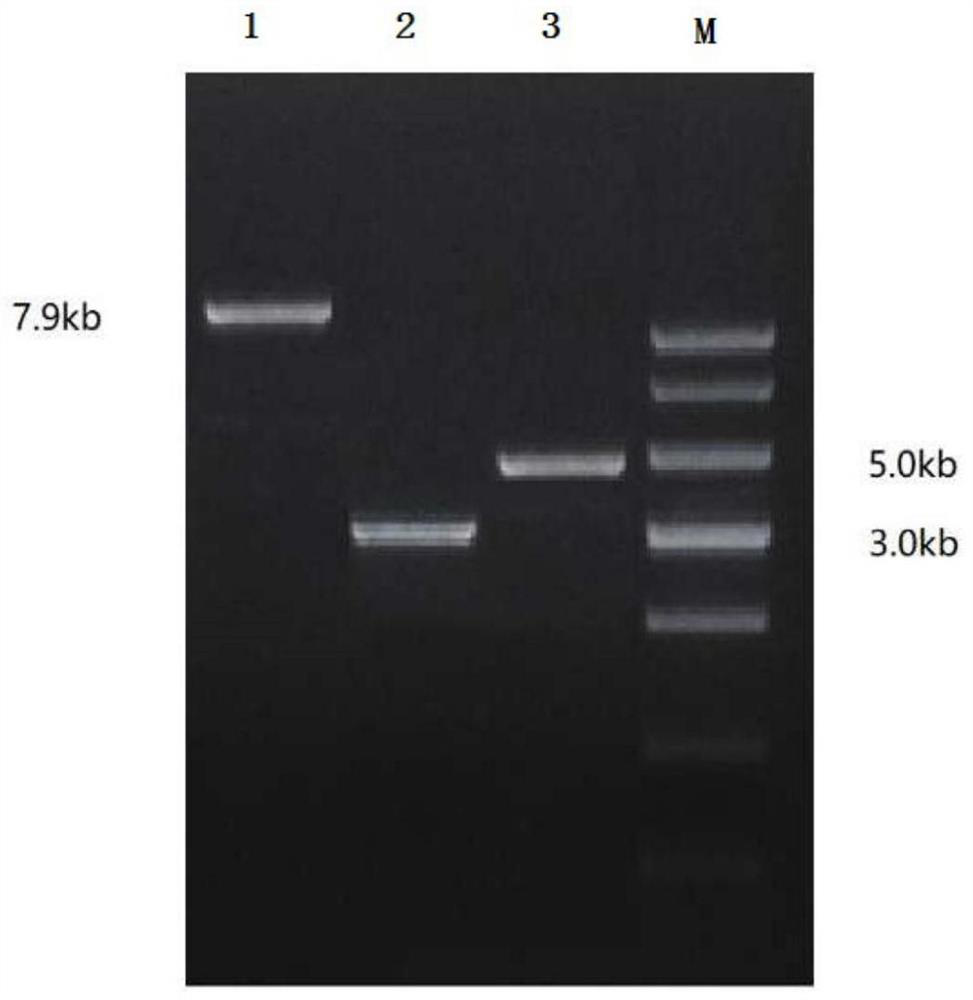 Method for producing nicotinamide ribose phosphate transferase by fermentation