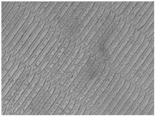 A method for establishing a human heart model based on a microfluidic chip