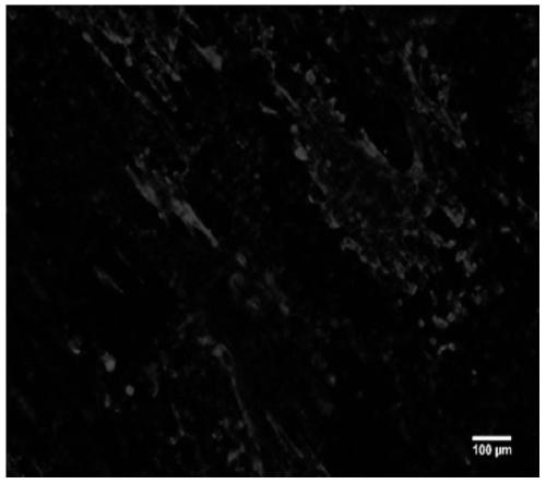 A method for establishing a human heart model based on a microfluidic chip