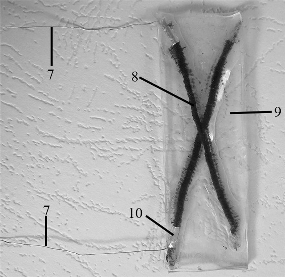 A kind of flexible wearable strain sensor and preparation method thereof