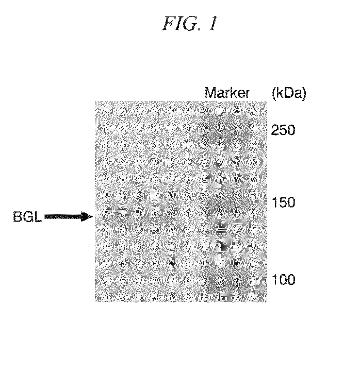 Beta-glucosidase