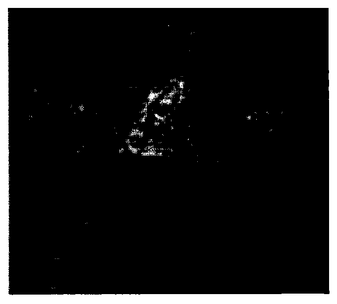 Method for selecting target aiming point on tail section based on convex hull calculation