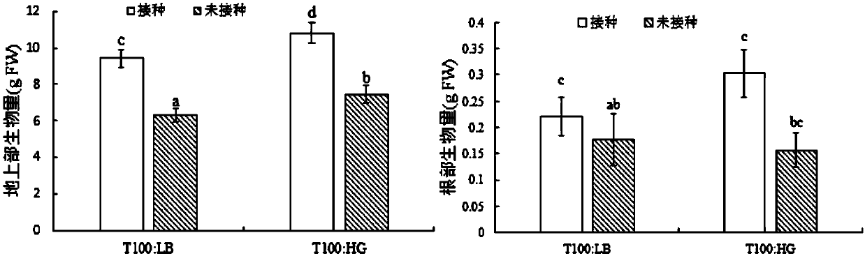 Application of Bacillus megaterium YJB3 in plant growth promotion and bio-control