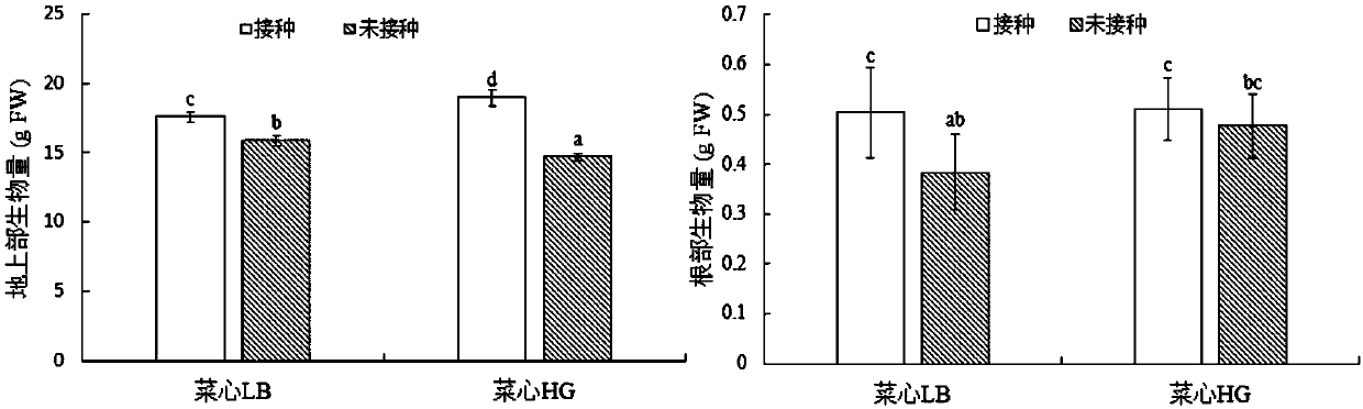 Application of Bacillus megaterium YJB3 in plant growth promotion and bio-control