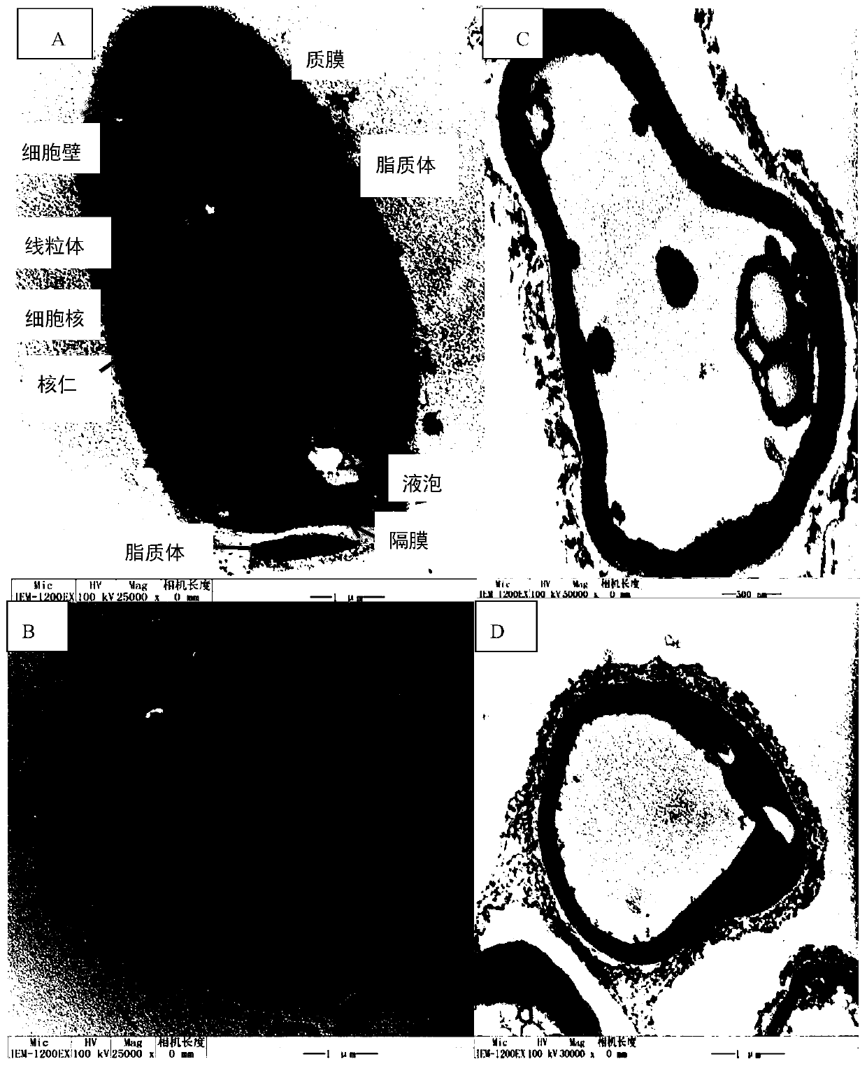 Ornithine contained short chain polypeptide and application thereof