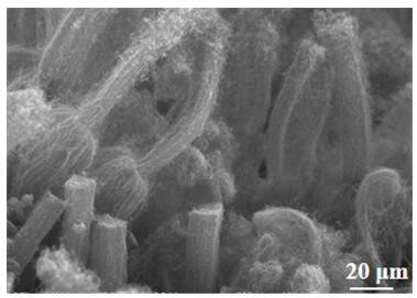 Preparation method and application of oxidation nitrogen-doped carbon nanotube array cluster/flexible carbon fiber material integrated electrode