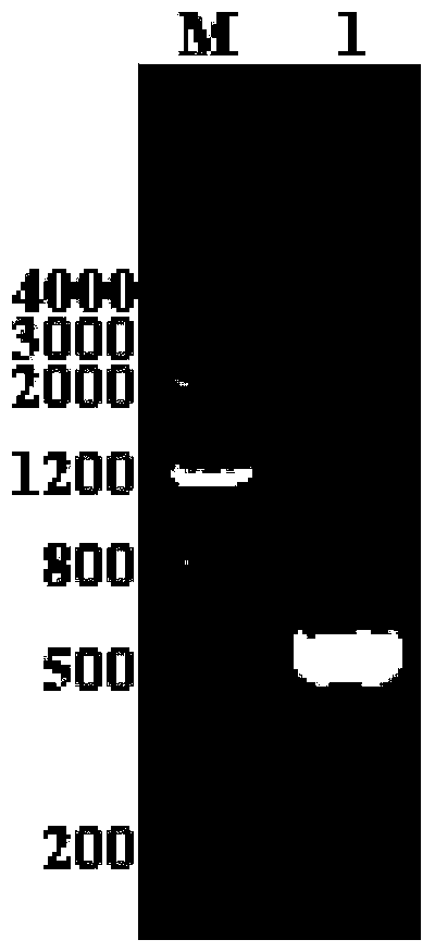 Protein of Acinetobacter baumannii hypothetical protein a1s_1523 and preparation method and application