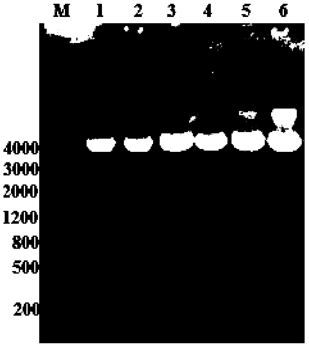 Protein of Acinetobacter baumannii hypothetical protein a1s_1523 and preparation method and application