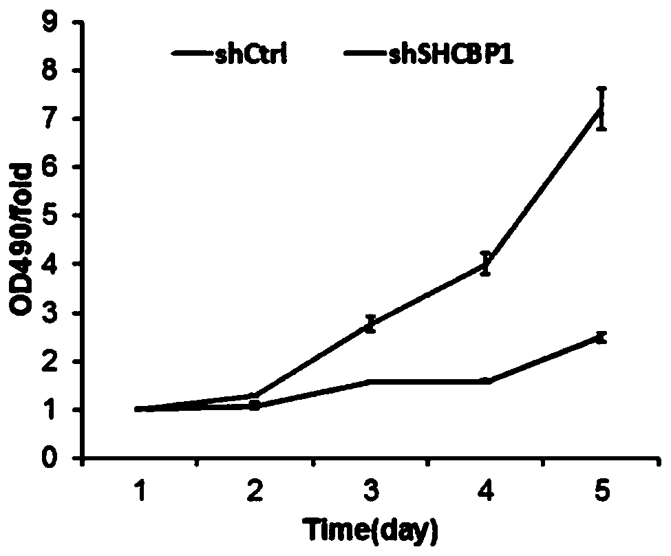 Application of human SHCBP1 gene and related product