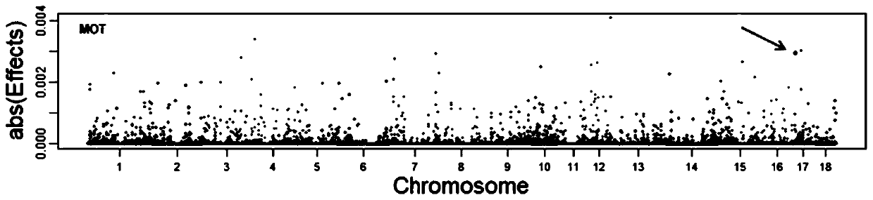 Molecular genetic marker related to boar sperm motility and its application and acquisition method thereof