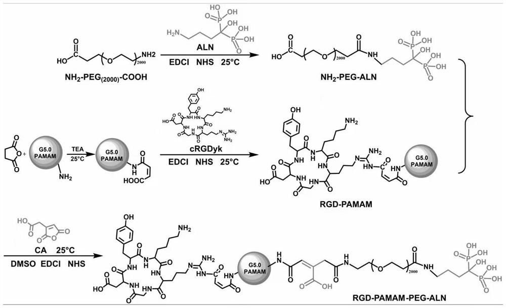 Preparation method and application of intelligent bone targeted delivery medicine capable of efficiently entering cells