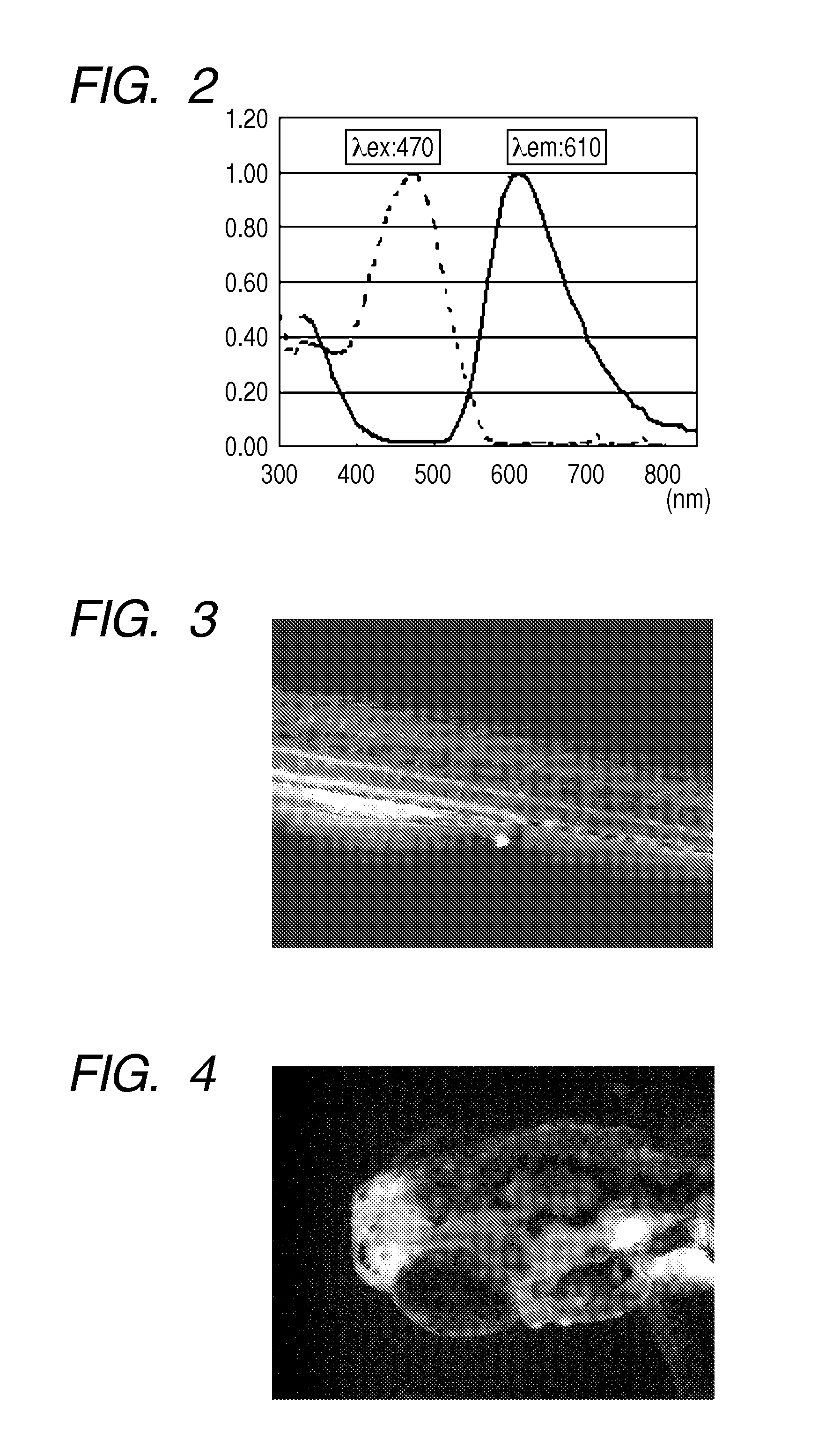 Probe for a biological specimen and labelling method and screening method using the probe