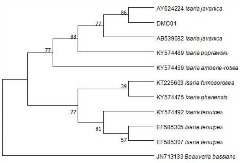 A kind of I. javanica strain dmc01 and its application in the control of pine caterpillars