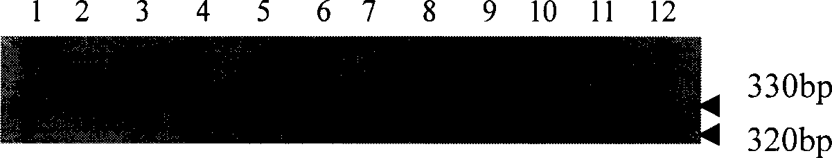 Yunnan-type hybridrice restoring line molecular auxiliary selecting method