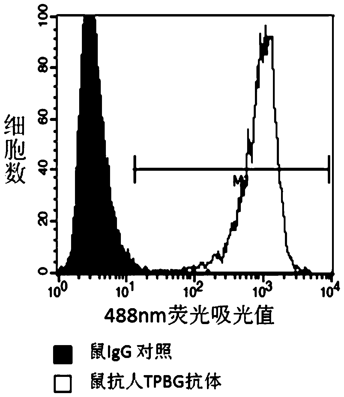 TPBG antibody, preparation method of TPBG antibody, conjugate and application of TPBG antibody