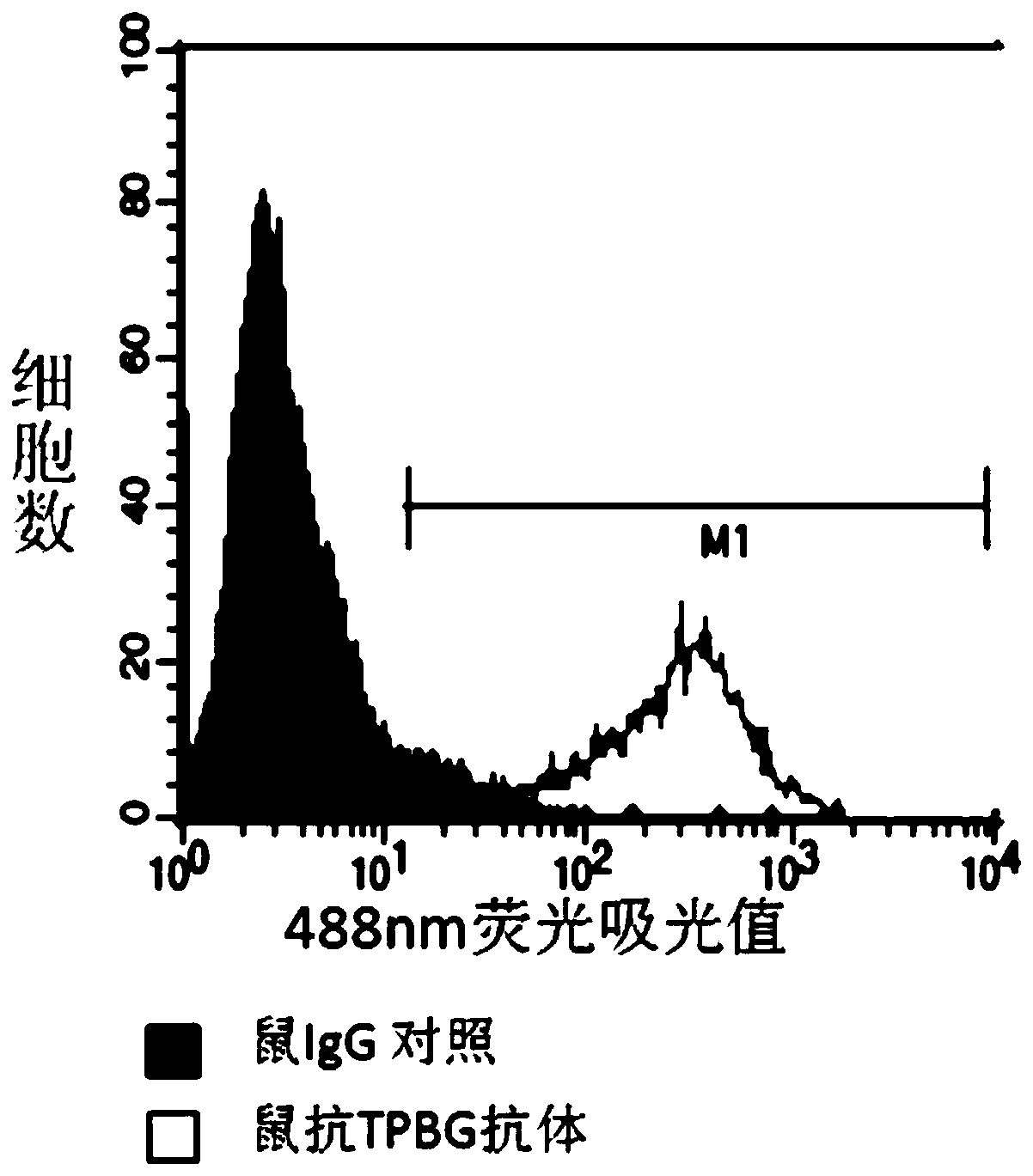 TPBG antibody, preparation method of TPBG antibody, conjugate and application of TPBG antibody