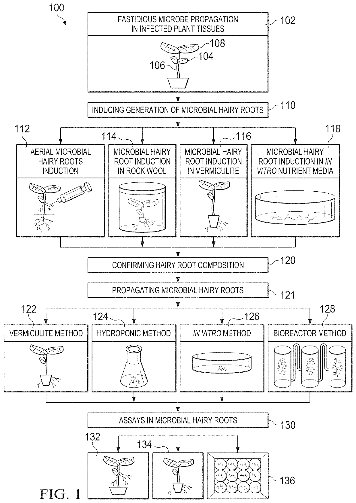 Methods, compositions, and systems for culturing and characterizing fastidious plant microbes