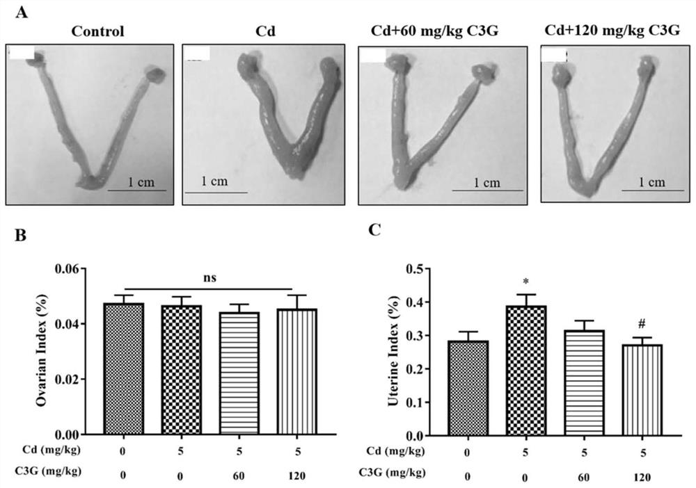 Application of cyanidin-3-O-glucoside in preparation of medicine for treating and/or preventing endometrial hyperplasia disease