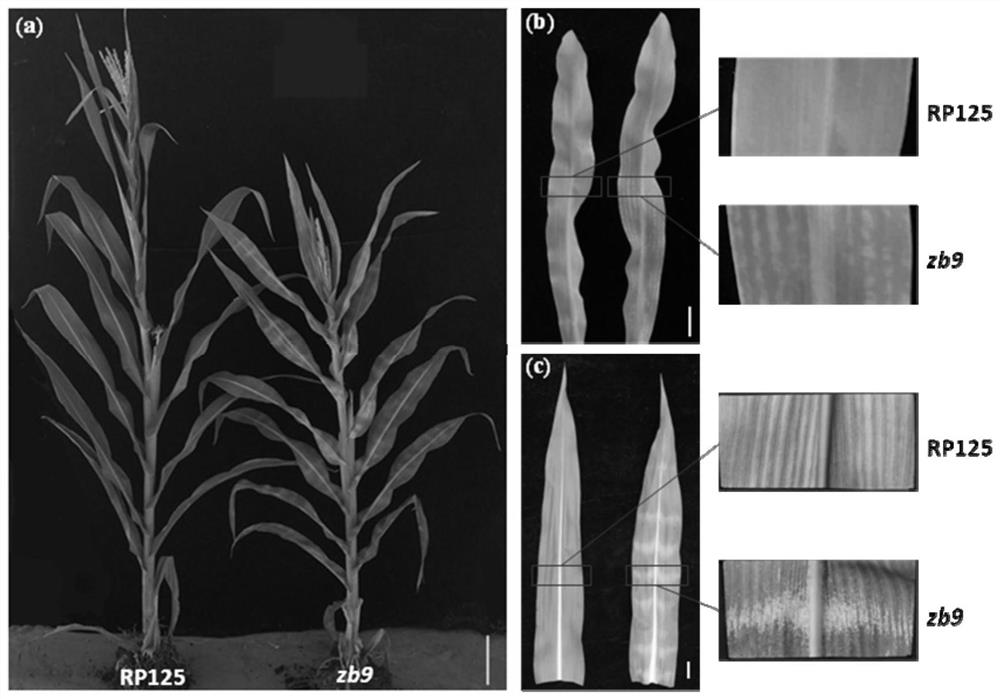 Maize leaf zebra stripe leaf color gene zb9, InDel molecular marker linked with maize leaf zebra stripe leaf color gene zb9 and application