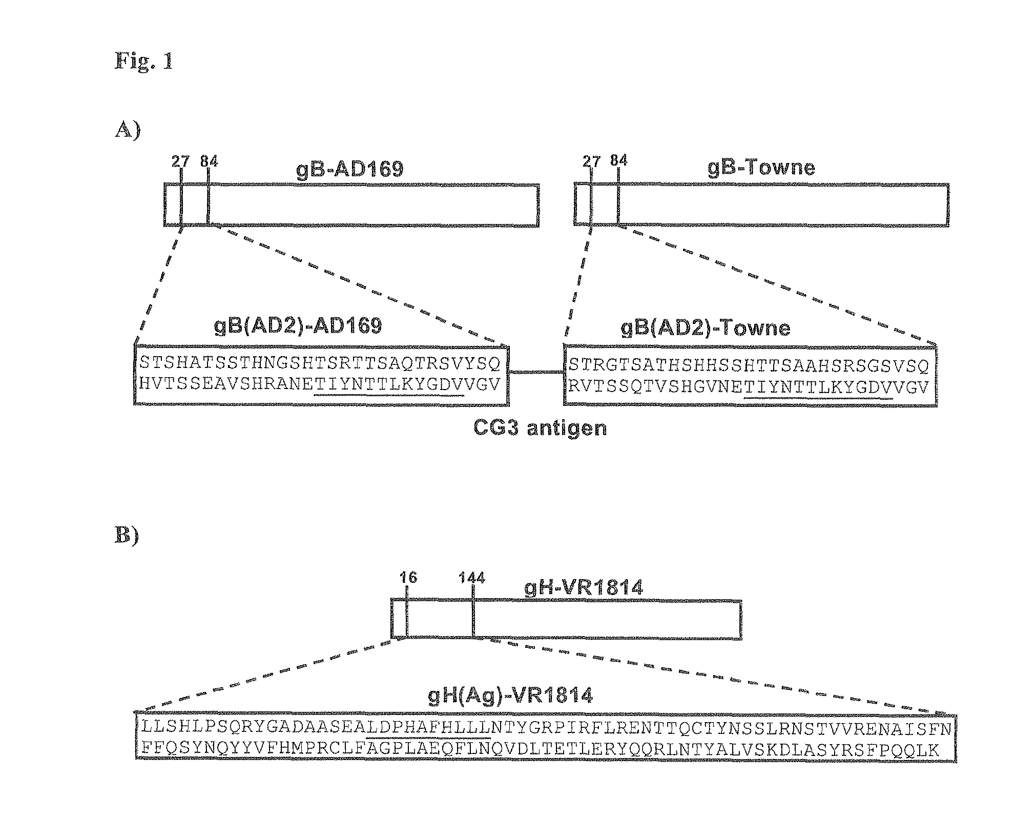 Antibodies against human cytomegalovirus (HCMV)