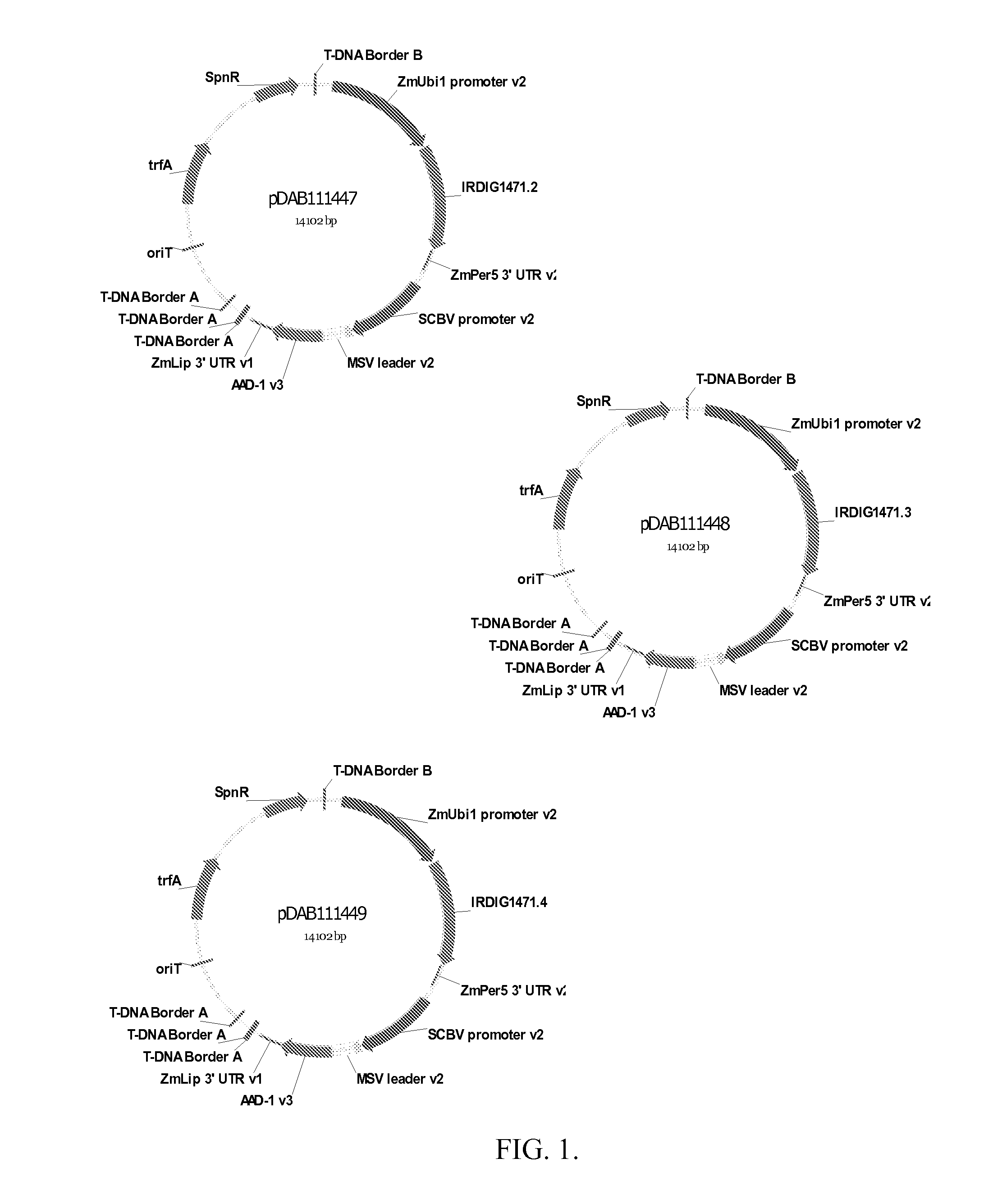 Increased protein expression in plants