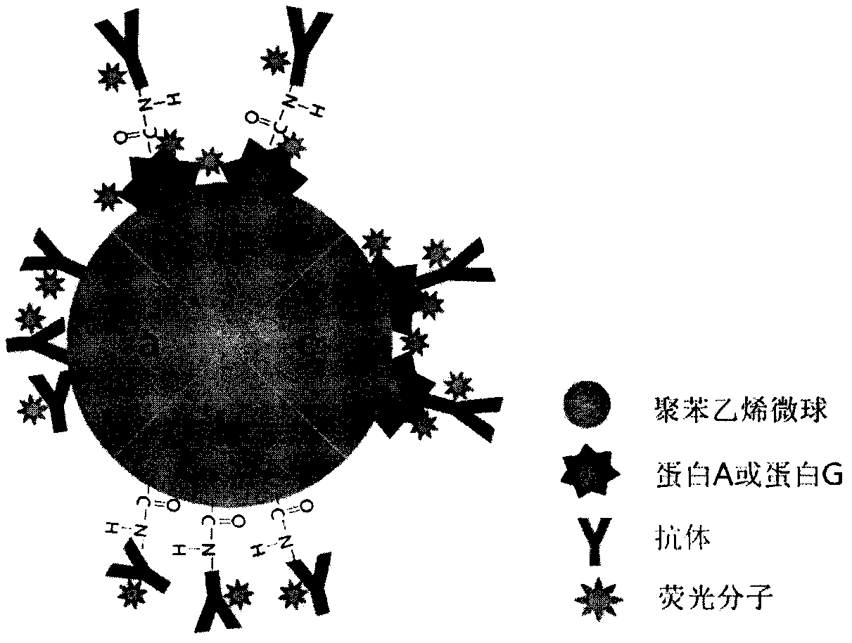 Preparation method of antibody orientation modified fluorescent microsphere probe and application thereof in immunochromatography