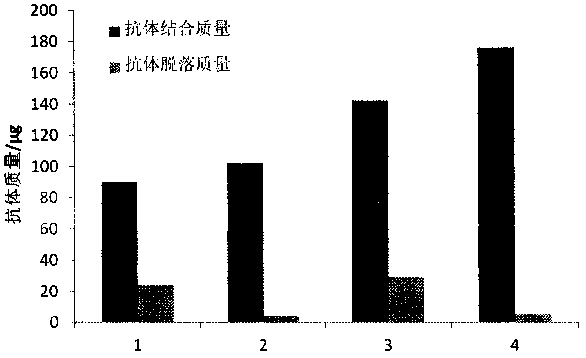 Preparation method of antibody orientation modified fluorescent microsphere probe and application thereof in immunochromatography