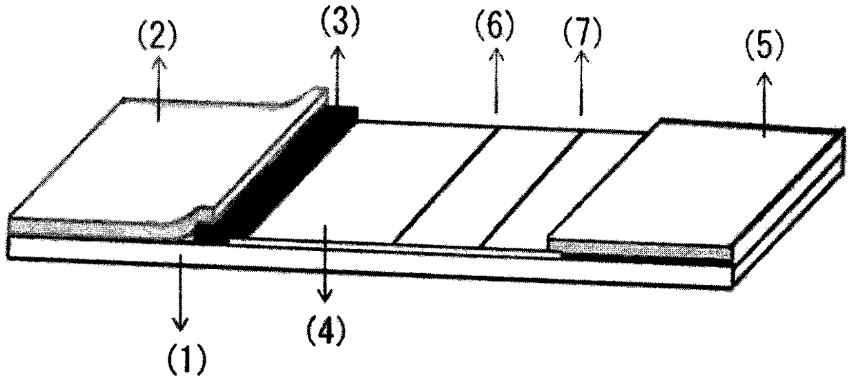 Preparation method of antibody orientation modified fluorescent microsphere probe and application thereof in immunochromatography