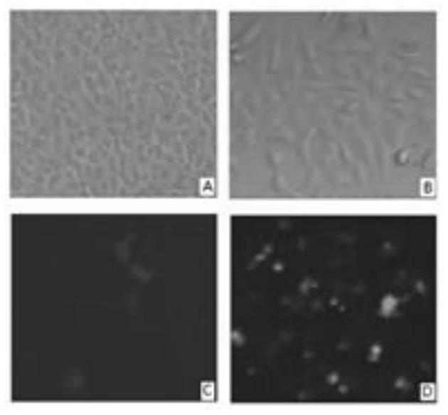 A method for the preparation of sensitive cell subclone vero/slam/v for enhanced pprv replication