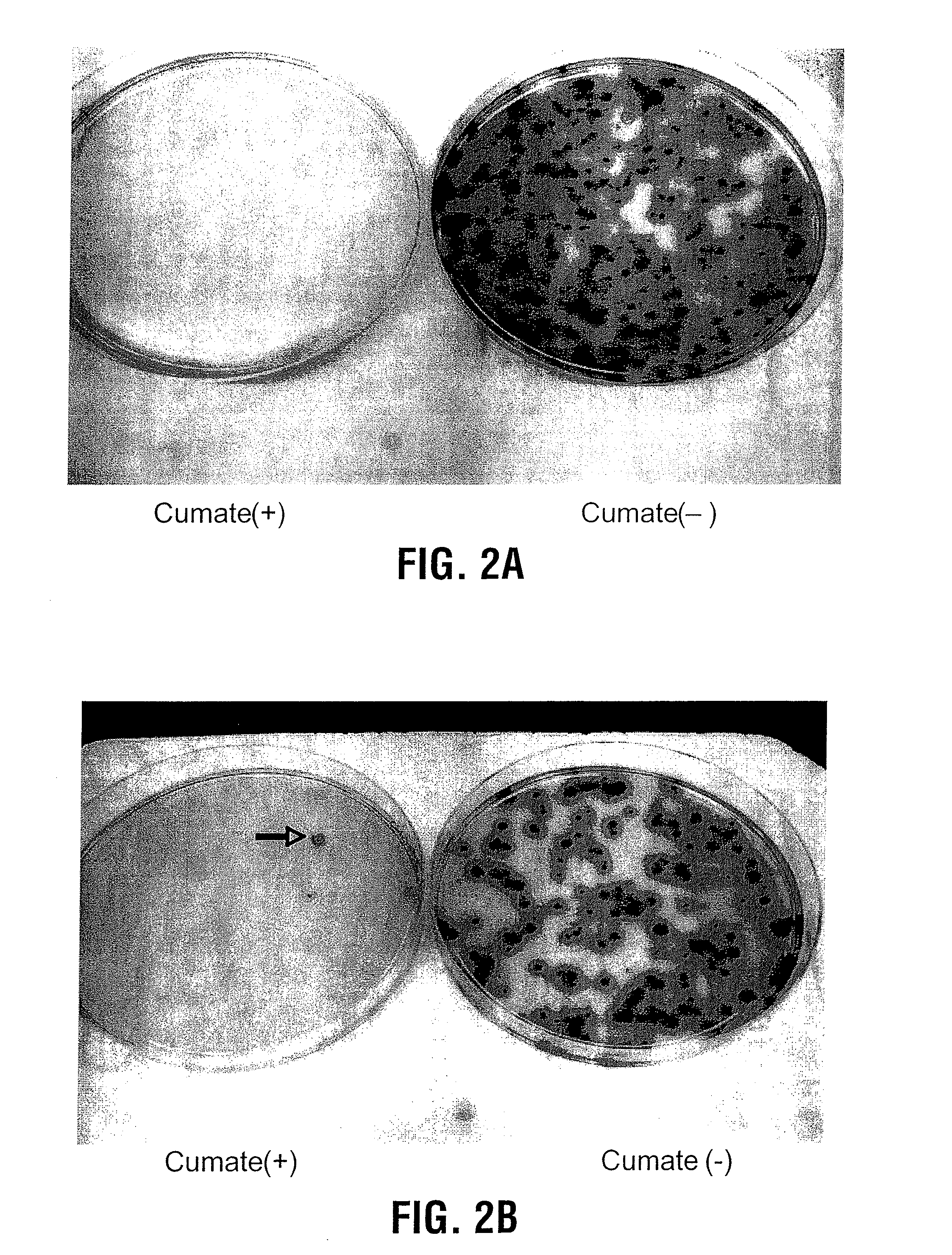 Expression system, components thereof and methods of use