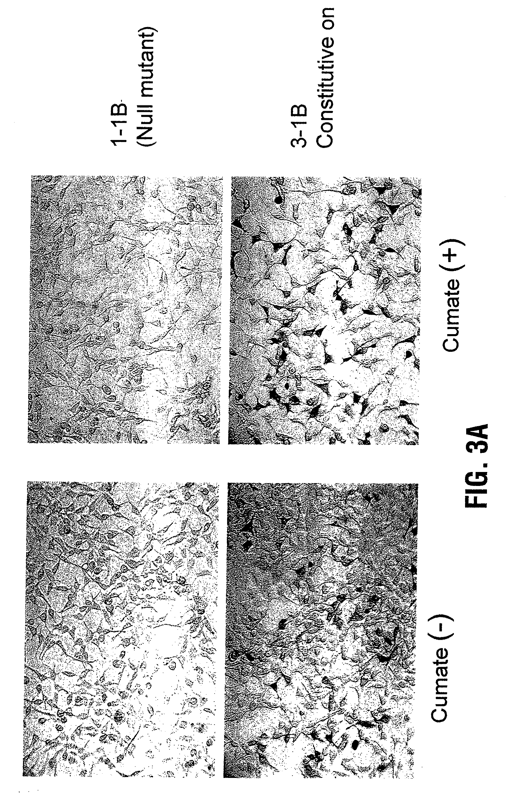 Expression system, components thereof and methods of use