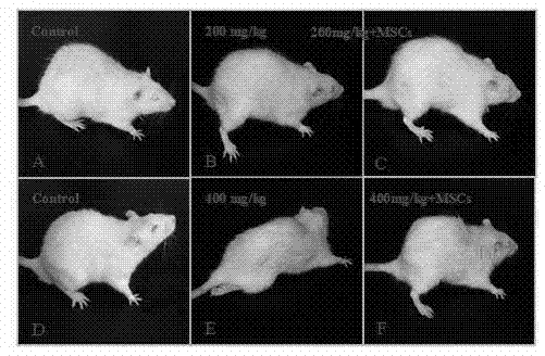 Application of mesenchymal stem cells as medicine for treating normal hexane-induced peripheral neuropathy