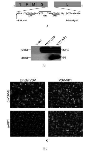 Recombinant virus for preventing viral myocarditis as well as vaccine and applications tof recombinant virus
