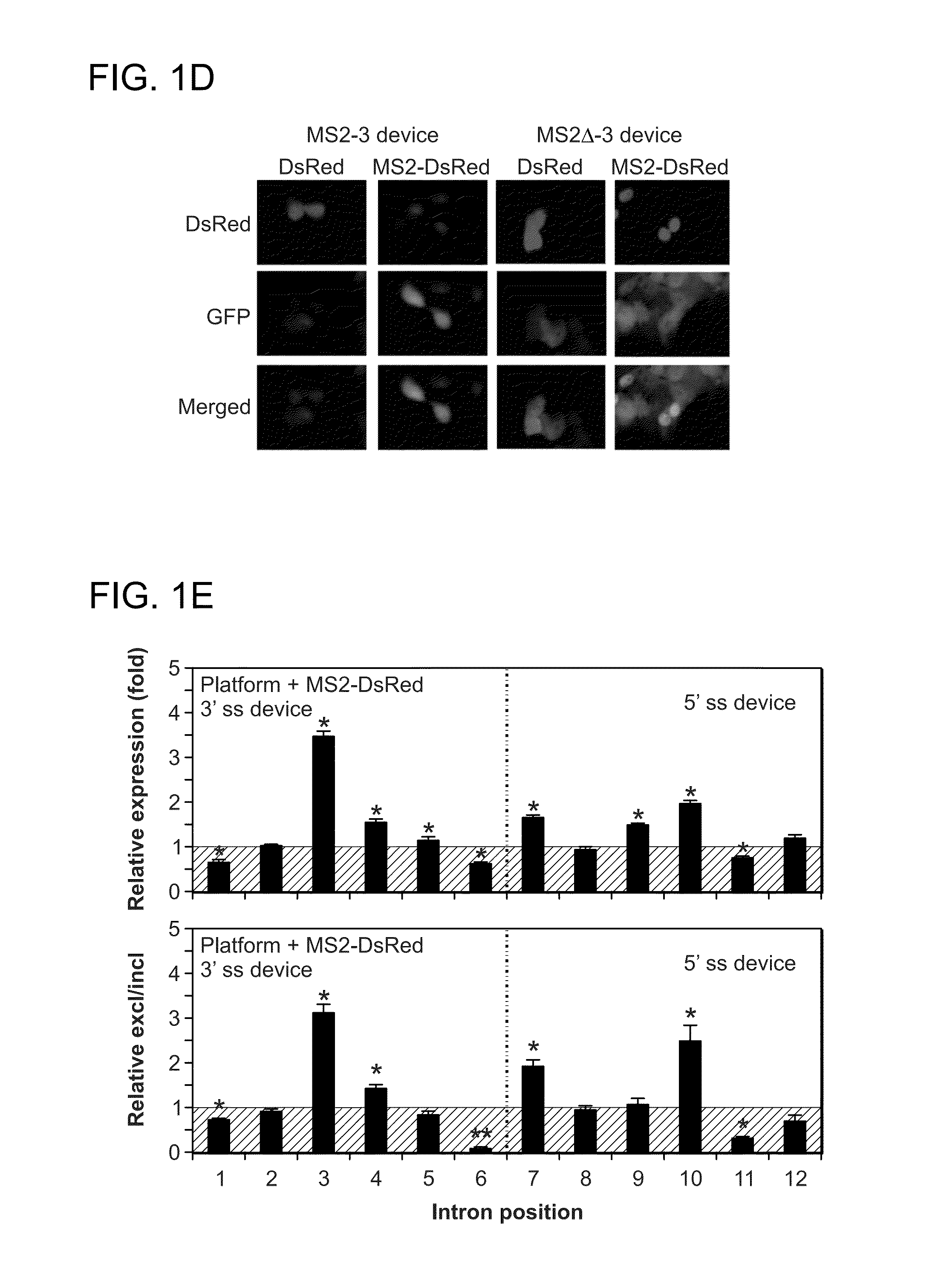 Protein-responsive RNA control devices and uses thereof