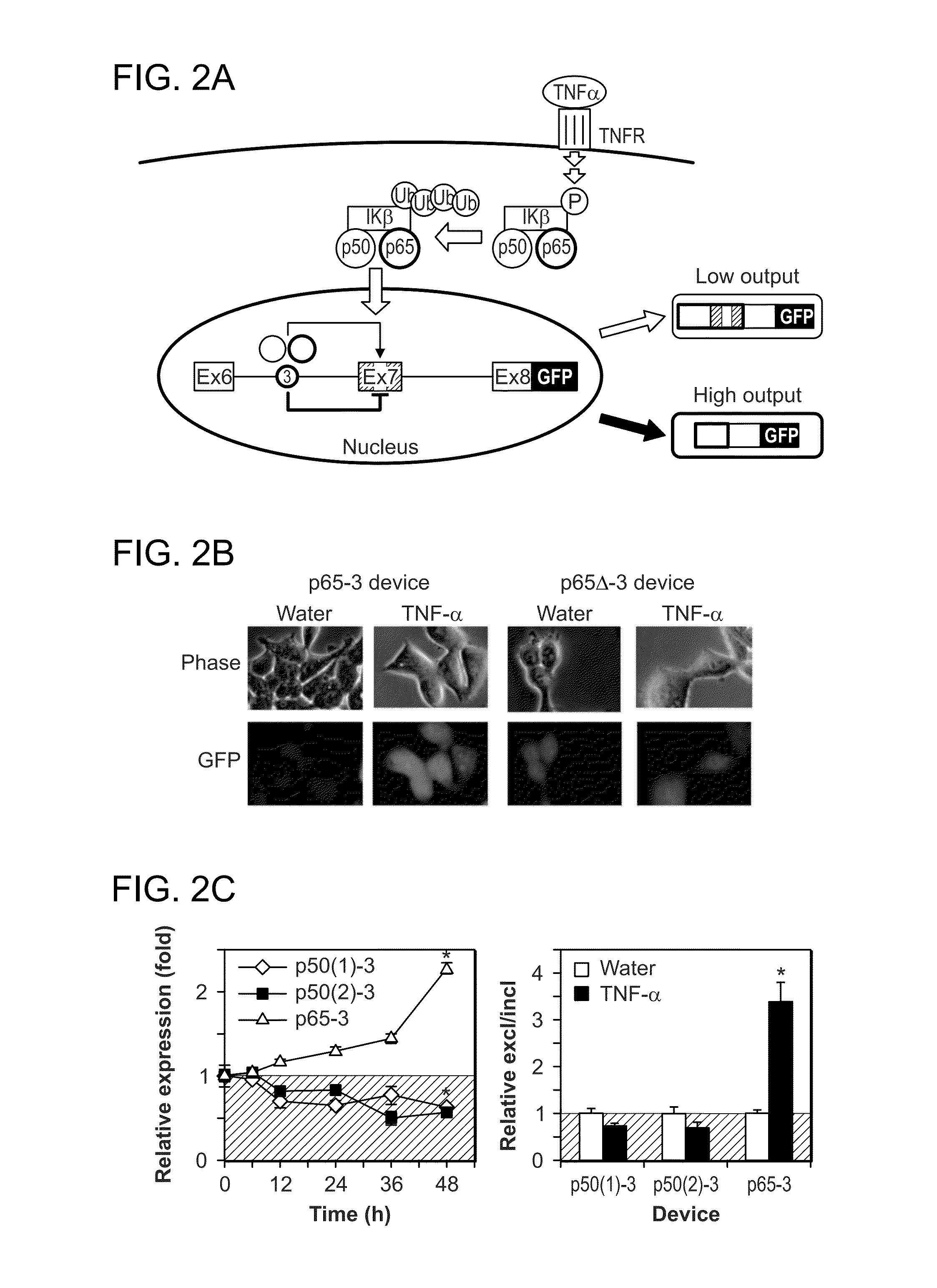 Protein-responsive RNA control devices and uses thereof