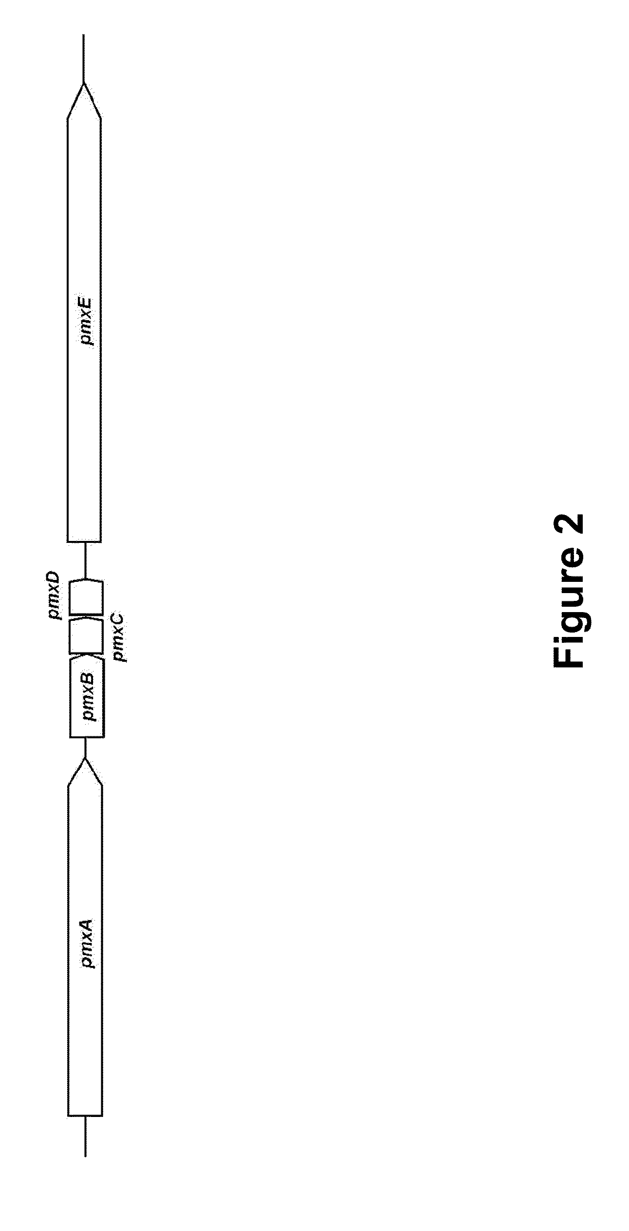 Polymyxin synthetase and gene cluster thereof