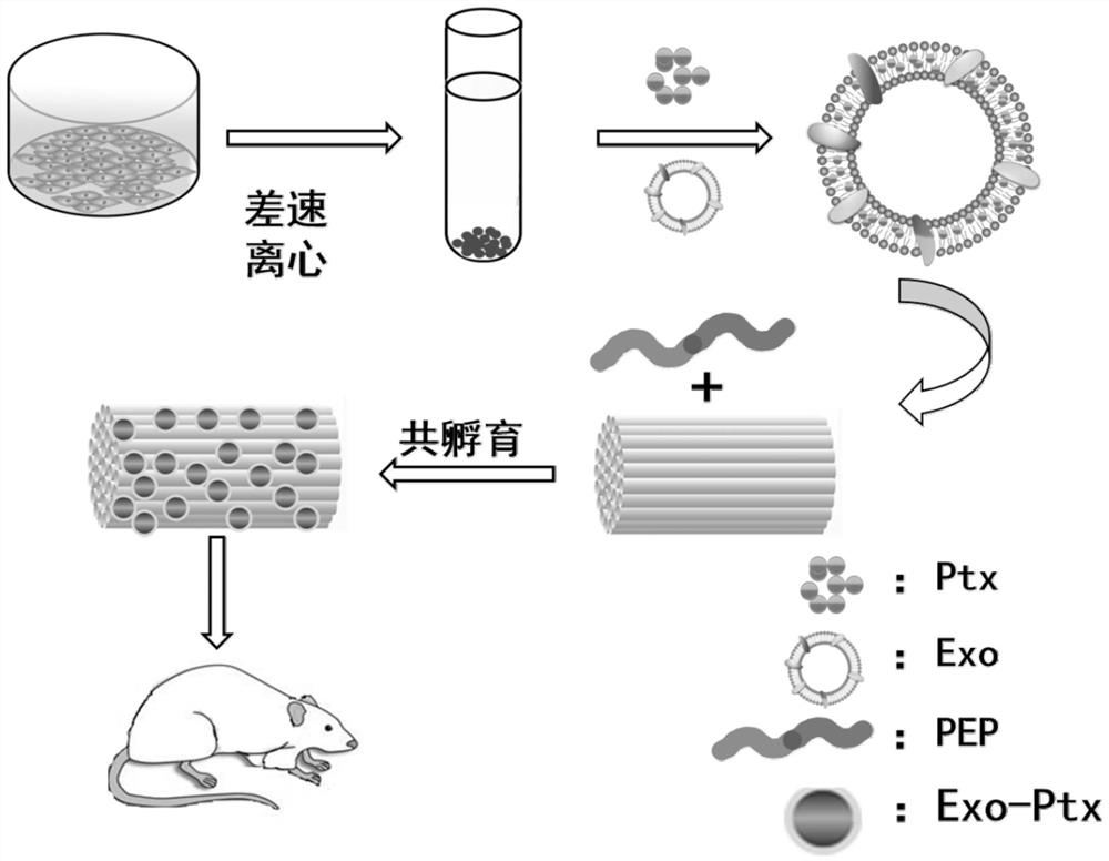 Functionally linked polypeptide, exosome drug delivery system that can specifically bind collagen and its application