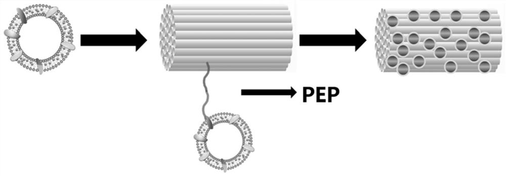 Functionally linked polypeptide, exosome drug delivery system that can specifically bind collagen and its application