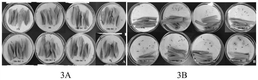 A kind of insecticidal composition and its application, insecticide